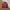 Frank Stone Casual Bomber jacket Pria red photo 3