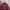 Frank Stone Casual Bomber jacket Pria red photo 4