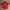 Vintage Y2K Polo Shirt Pria Red
