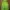 Marmot Streetwear Sportswear Windbreaker Pria green photo 2