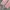 Streetwear Casual Casual pants Pria multicolor pink photo 4