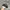 Noah Streetwear Skater Hat Pria black gray photo 2