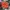 Supreme Streetwear Pria red photo 2