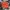 Supreme Streetwear Pria Red