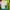 Adidas Casual Track Jacket Pria Green Yellow