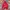 WHO.A.U Sportswear Sweatshirt Pria Burgundy