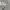 Adidas Streetwear Sportswear Hoody Pria white gray photo 8