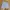 National Geographic Casual Short Pria cream photo 3
