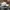 Adidas Sportswear Hat Pria white photo 4