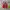 Adidas Casual Sneakers Pria red photo 3