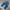 Carhartt Casual Casual pants Pria blue photo 2