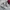 A Bathing Ape Indie Casual Sneakers Wanita white pink photo 1