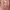 Forever 21 Casual Summer dress Wanita brown photo 3