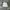 Vintage Casual Short Pria cream photo 1