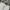 Vintage Casual Short Pria cream photo 2
