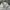 Vintage Casual Short Pria cream photo 3