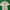 Casual Formal Shirt Pria White