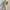 Uniqlo Casual Fur coat Wanita tan photo 5