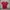 Polo Ralph Lauren Y2K Casual T-shirt Pria Burgundy Red