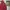 Old Navy Casual Windbreaker Pria White Red