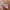 Puma Streetwear Sneakers Wanita green pink photo 2