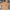 Ben Davis Vintage Casual T-shirt Pria Brown