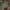 Champion Casual Hoody Pria green photo 1