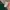 Carhartt Indie T-shirt Pria green photo 3