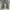 Adidas Y2K Sportswear Tracksuit Pria khaki photo 3