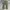 Adidas Y2K Sportswear Tracksuit Pria khaki photo 1