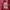 Avirex Y2K Casual shirt Pria red photo 5
