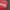 Supreme Vintage Streetwear Pria red photo 2