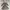 Japanese brand Coquette Midi dress Wanita tan photo 1