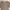 Japanese brand Coquette Midi dress Wanita tan photo 2