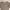 Japanese Brand Coquette Midi Dress Wanita Tan