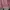 Coquette Sweater Wanita white pink photo 2