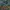 Vintage Short Pria green photo 3