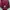 Coquette Casual Blouse Wanita burgundy photo 3