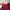 Coquette Casual Blouse Wanita burgundy photo 2