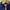 Lacoste Streetwear Polo shirt Pria navy photo 5