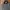 Casual Trench coat Pria green photo 2