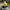Casual Hat Pria black yellow photo 1
