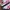Onitsuka Tiger Casual Sneakers Wanita white pink photo 2