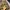 Discus Athletic Streetwear Avant Garde Tracksuit Pria gold photo 2