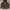 Dickies Casual Hoody Pria Brown