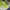 New Era Skater Casual Hat Pria green photo 7