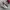 New Balance Indie Casual Sneakers Pria White Gray