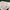 Lolita Coquette Crop Top Wanita White Pink