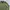 Stone Island Casual Casual shirt Pria green photo 4