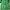 Kolon Sport Vintage Sportswear Parka Pria green photo 4
